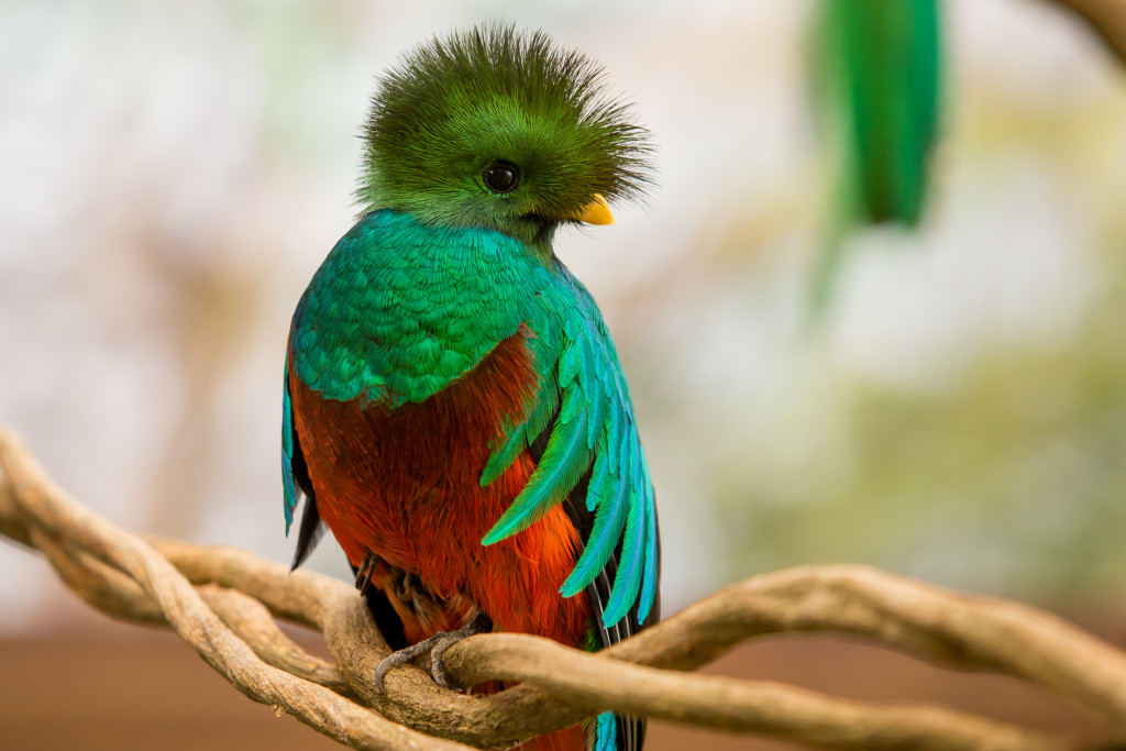 El-quetzal-es-un-ave-de-belleza-singular-que-ya-puede-ser-apreciado-en-Xcaret.