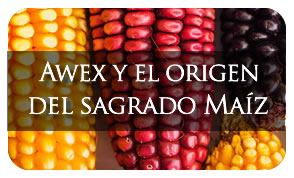 Awex y el origen del sagrado maíz